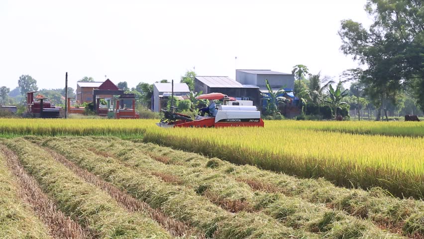 Man Harvesting Rice Crop In Philippines Stock Footage Video 40818 ...