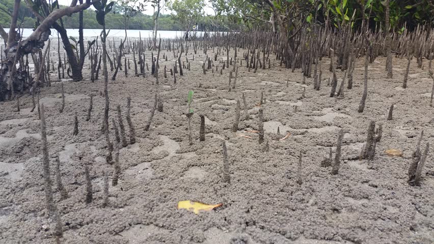 Mangrove Swamp Forest - Marine Estuaries Mud Flats.Mangrove Swamps Are ...