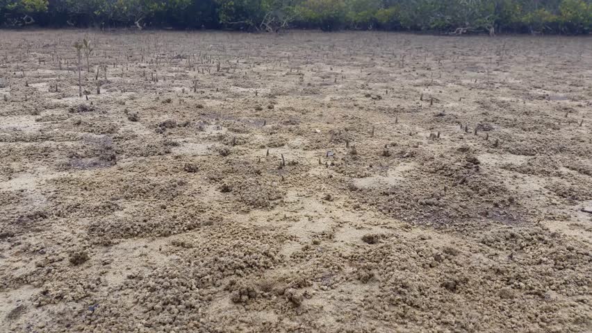 Mangrove Swamp Forest - Marine Estuaries Mud Flats.Mangrove Swamps Are ...