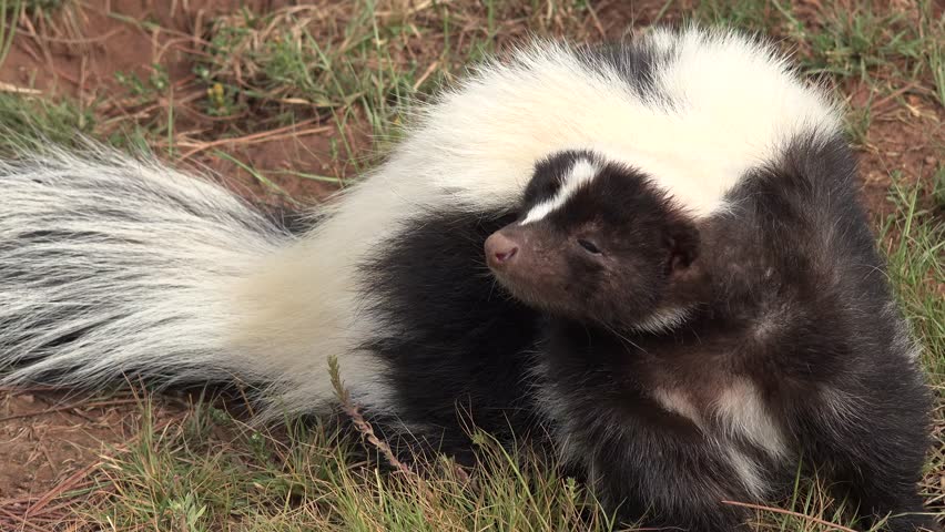 Polecat Stock Footage Video - Shutterstock