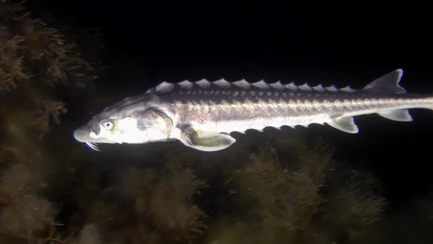 Russian Sturgeon (Acipenser Gueldenstaedtii): Close-up Of Fish Snout On ...