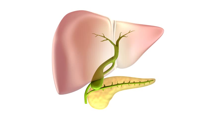 Medical X-Ray Scan - Gallbladder Stock Footage Video 5131304 - Shutterstock